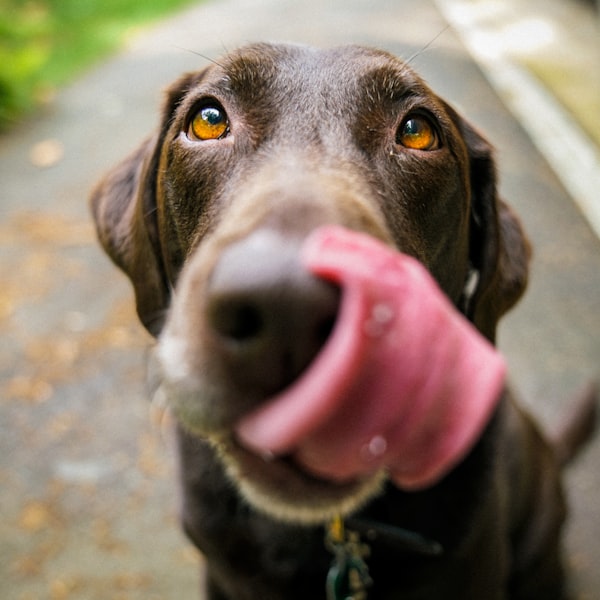 Hund