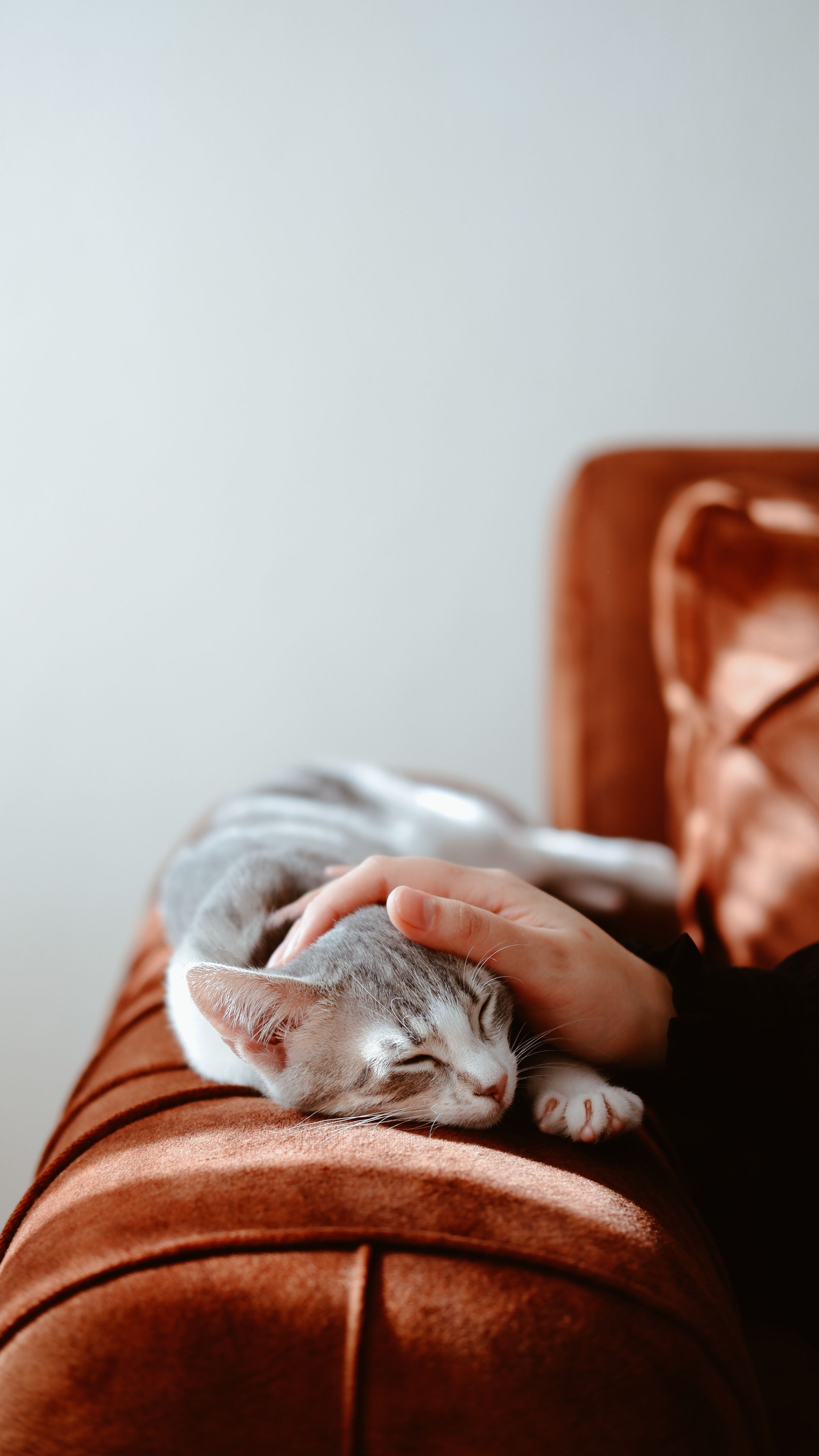 Katze