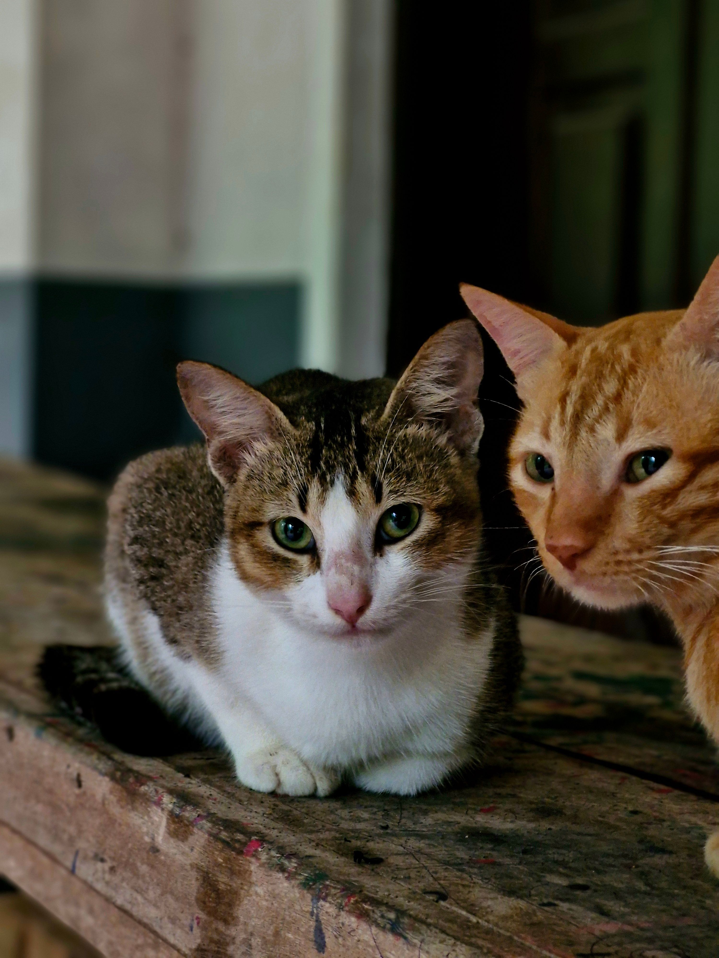 Katze